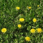 Overseeding in fall with dandelion control